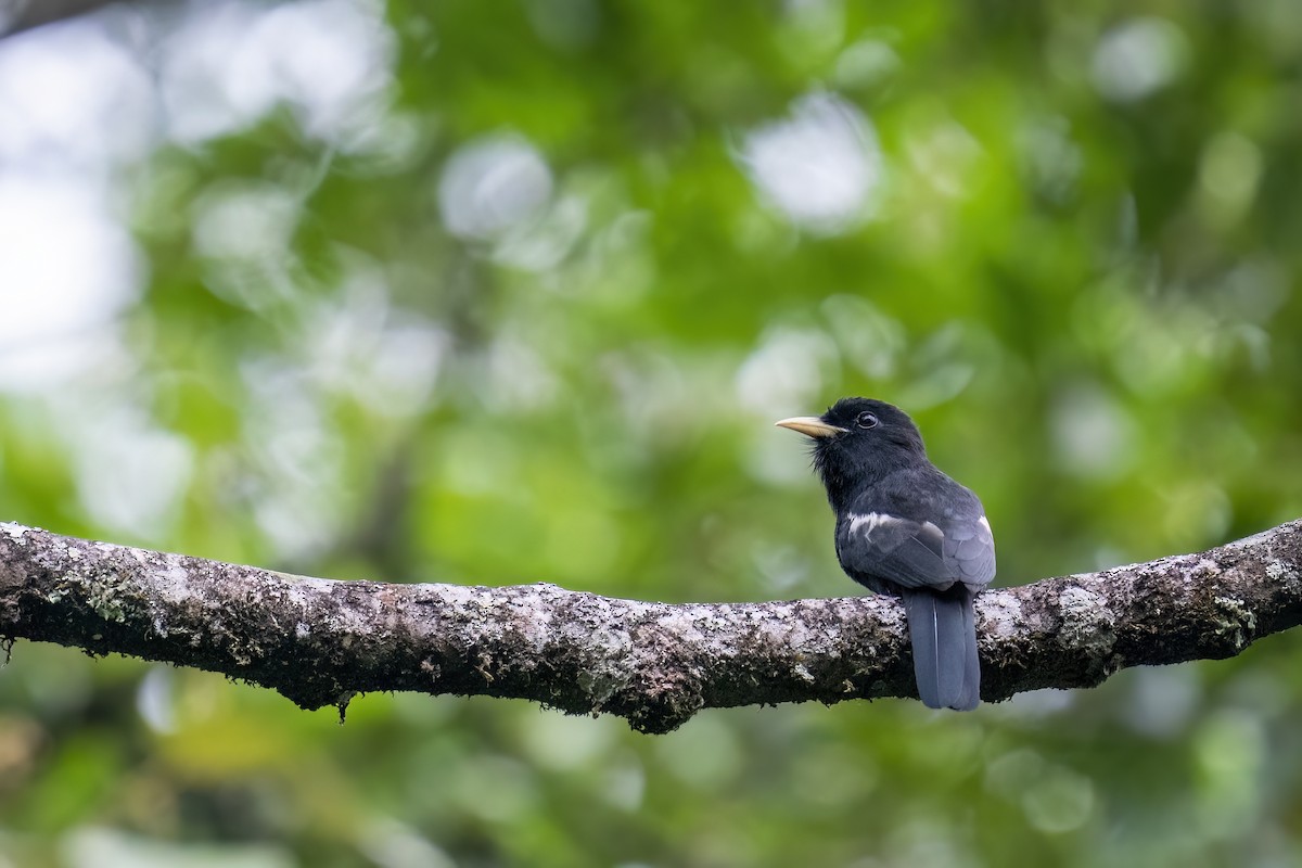 Yellow-billed Nunbird - Rob Jansen - RobJansenphotography.com