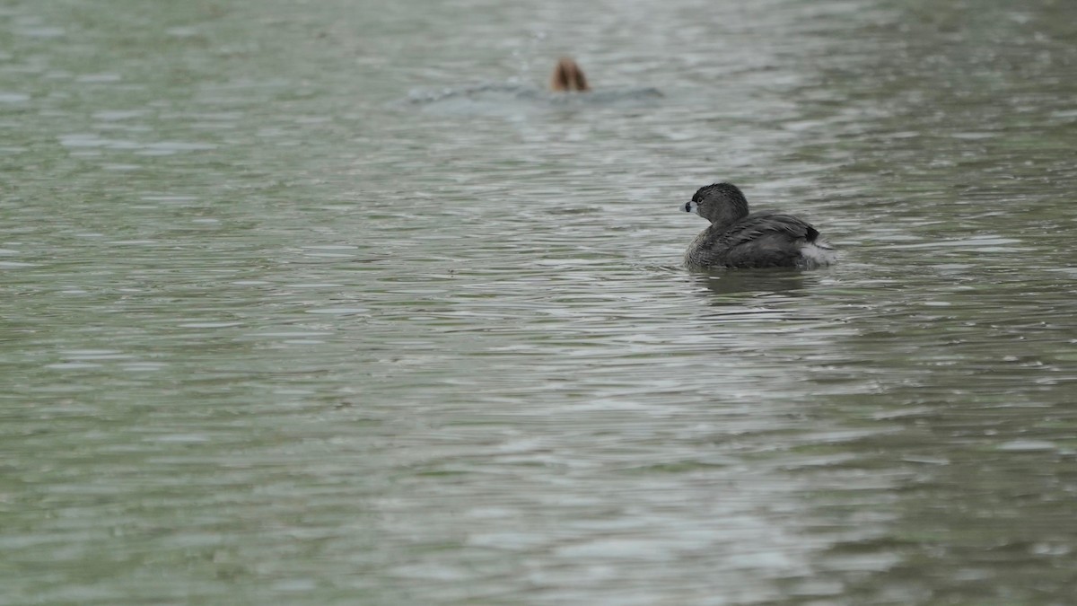 Pied-billed Grebe - ML560253381