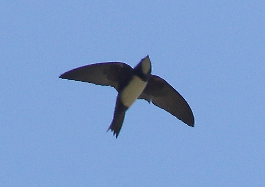 Alpine Swift - ML560253791