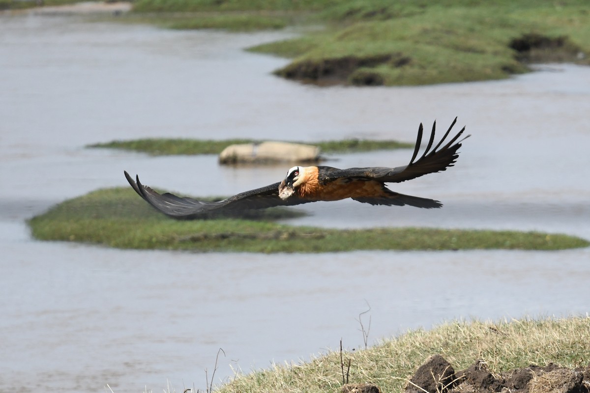 Bearded Vulture (African) - ML560254721