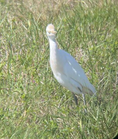 Western Cattle Egret - ML560255451