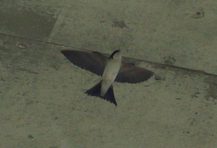 Western House-Martin - ML560256171