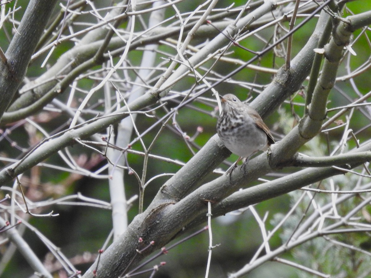 Hermit Thrush - Pauline Sterin