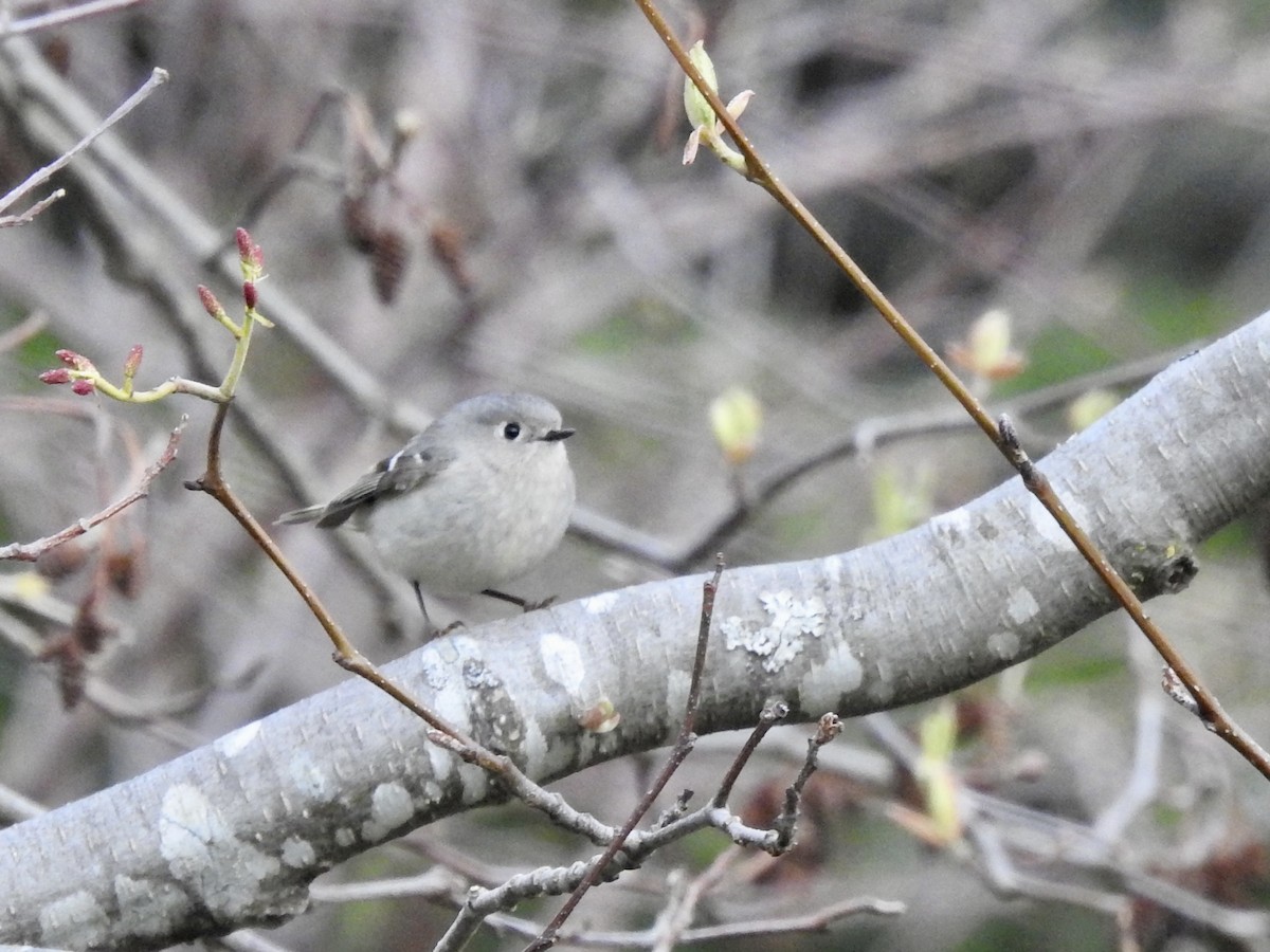 Ruby-crowned Kinglet - Pauline Sterin