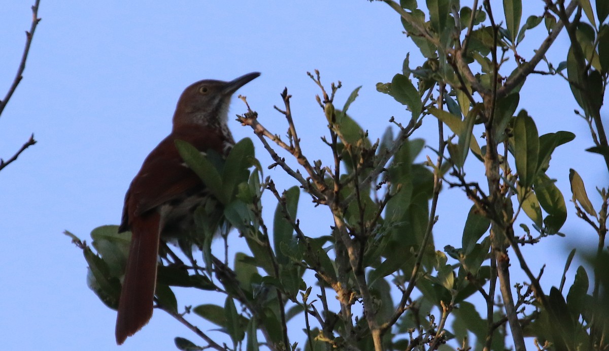 Northern Mockingbird - ML560257681