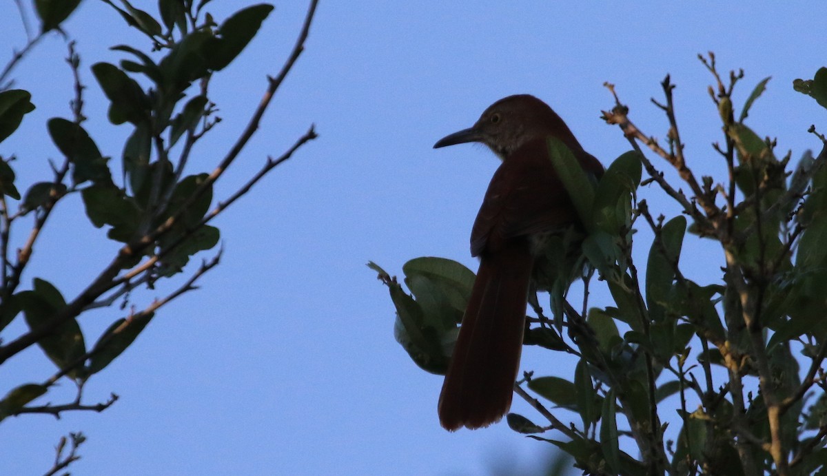 Brown Thrasher - ML560257771