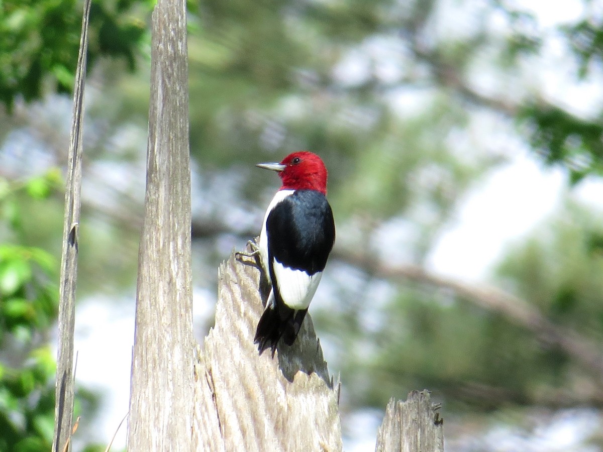 Red-headed Woodpecker - WS Barbour