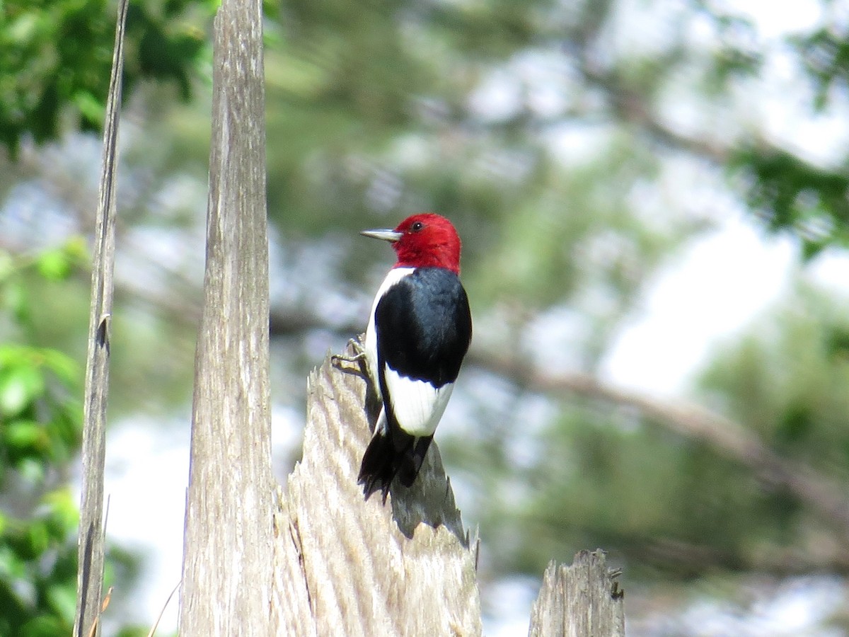 Pic à tête rouge - ML56025851