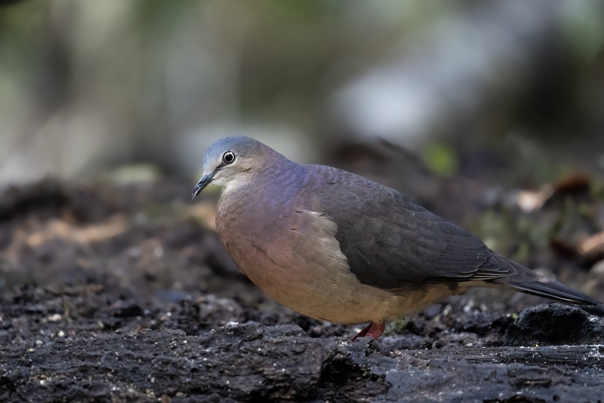 Tolima Dove - ML560259071