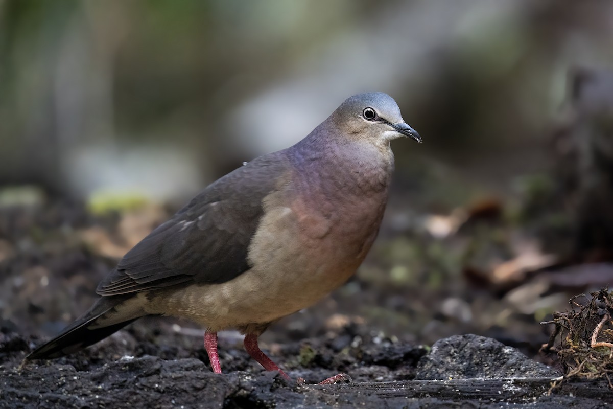 Tolima Dove - ML560259081