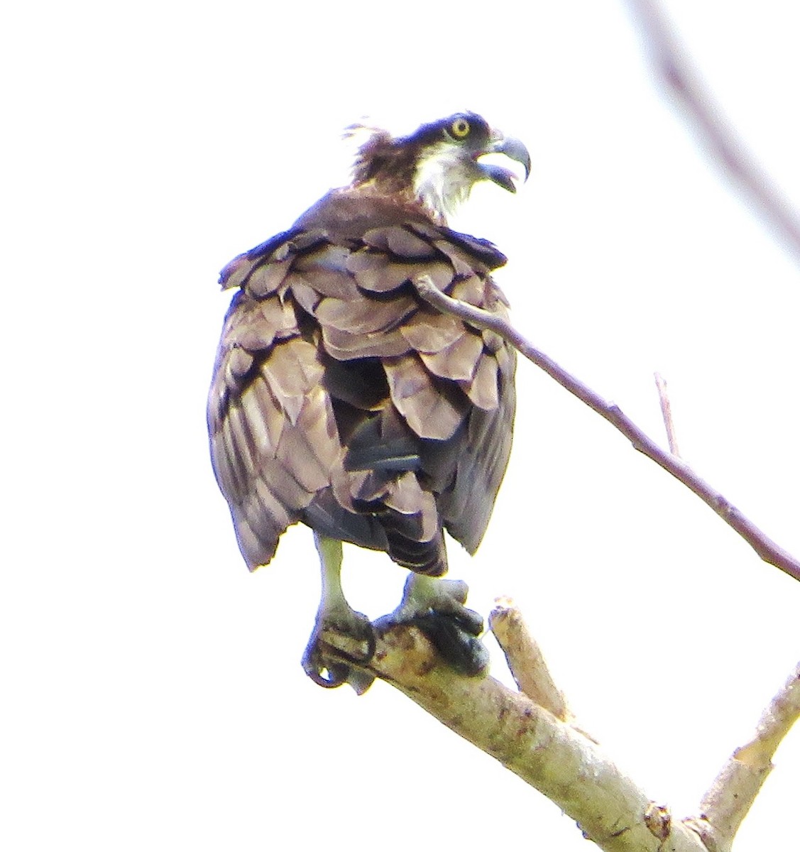 Osprey - Alfredo Correa