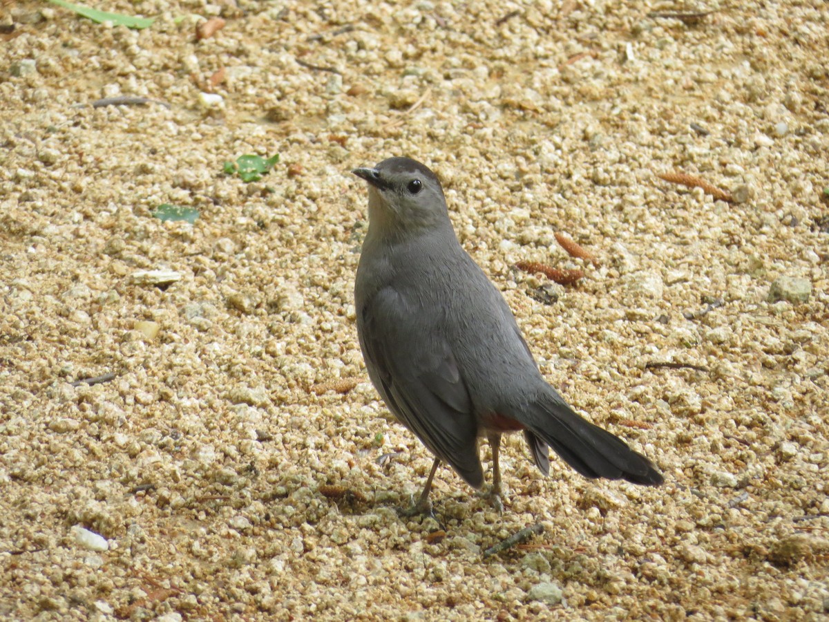 Gray Catbird - ML56025941