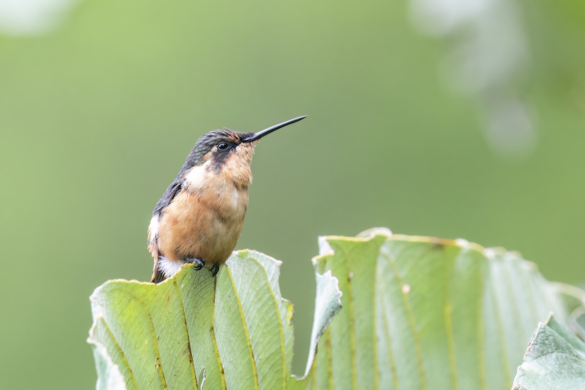 Colibri d'Héliodore - ML560259921