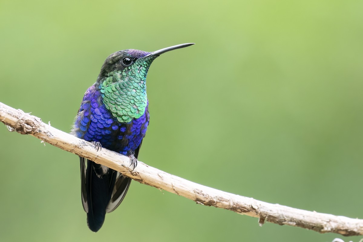 kolibřík vidloocasý - ML560259951