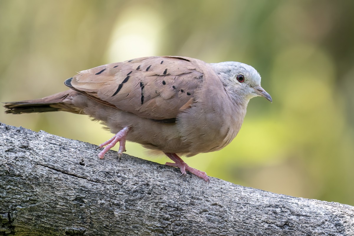 Ruddy Ground Dove - ML560260041