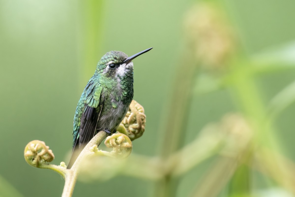 Short-tailed Emerald - ML560260101