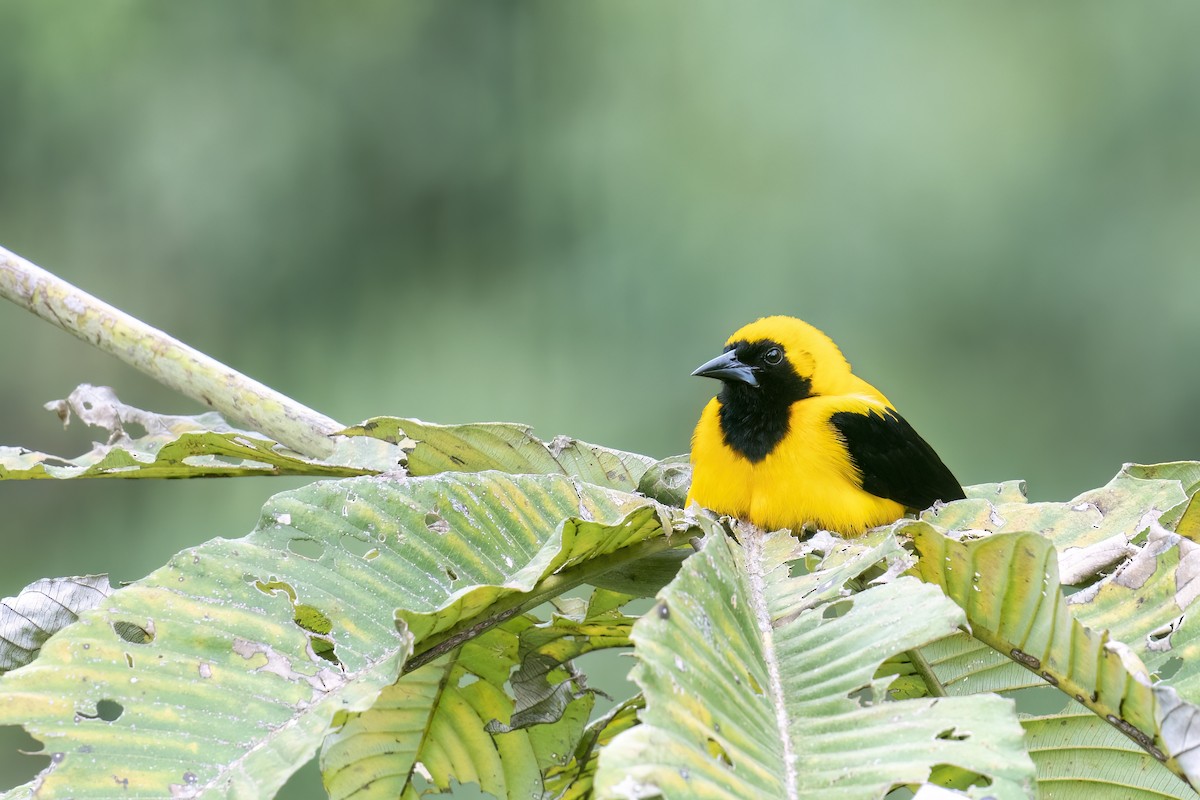 Yellow-backed Oriole - ML560260131