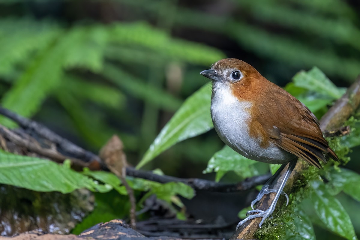 White-bellied Antpitta - ML560260171