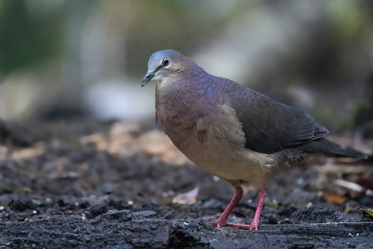 Tolima Dove - ML560260201