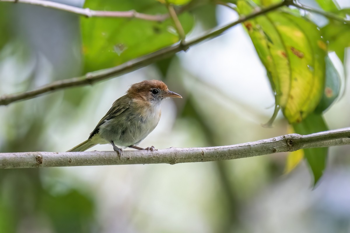 Rufous-naped Greenlet - ML560260361