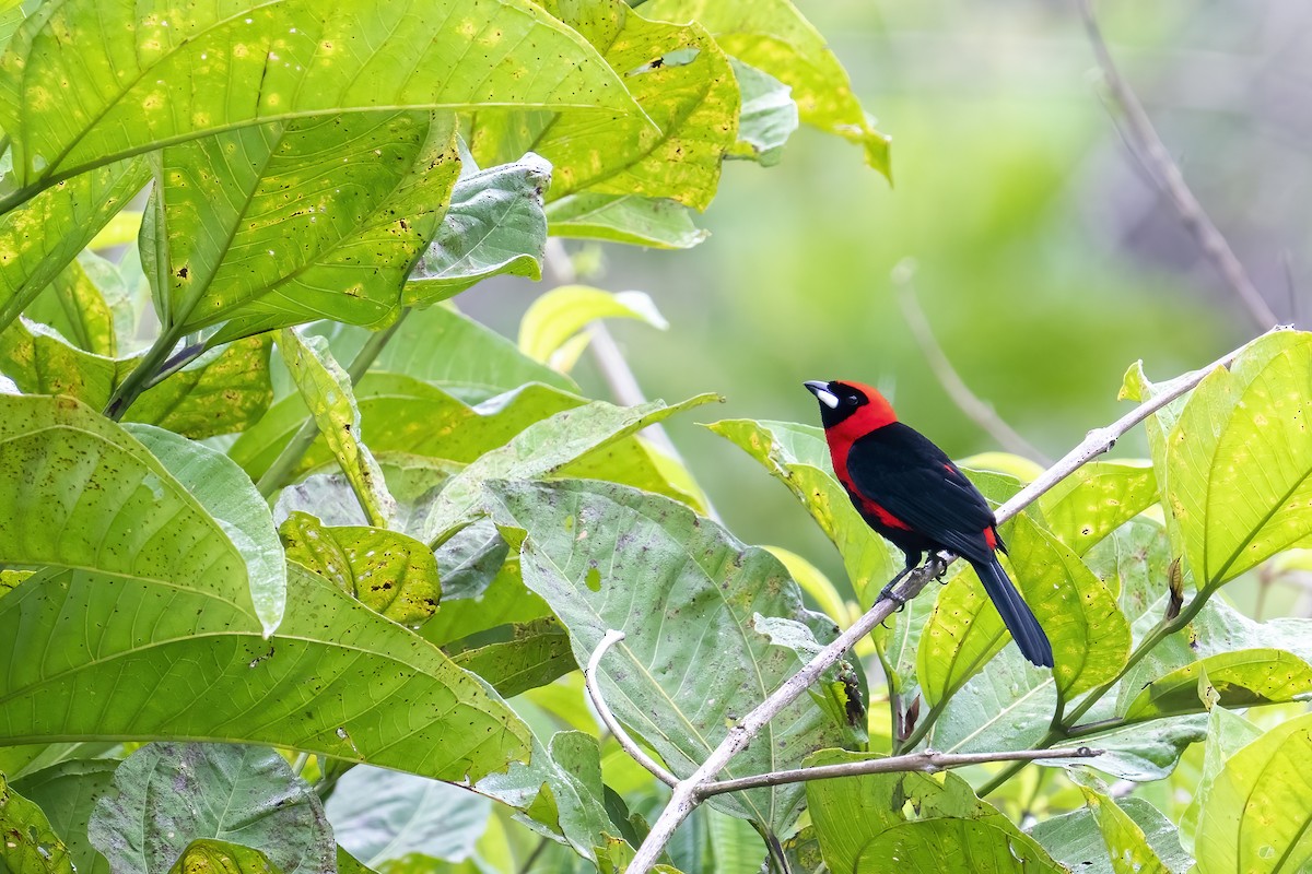 Masked Crimson Tanager - ML560260451