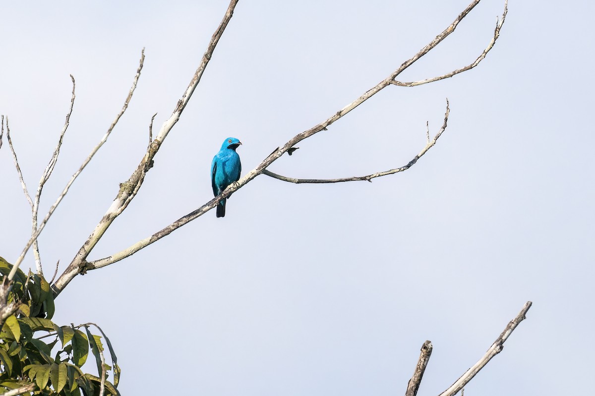 Plum-throated Cotinga - ML560260581