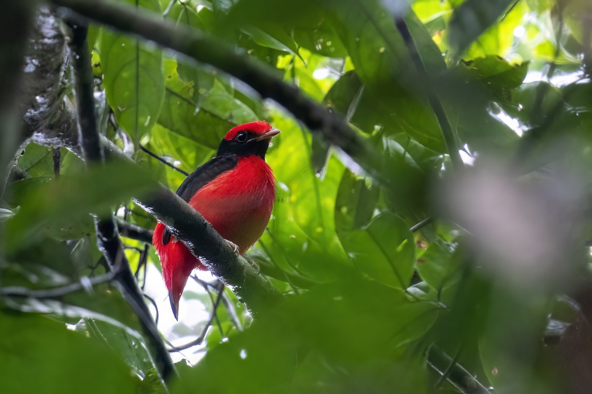 Black-necked Red-Cotinga - Rob Jansen - RobJansenphotography.com