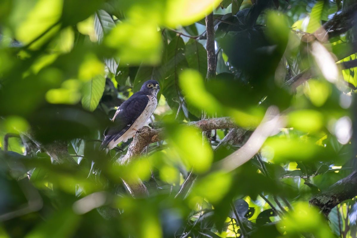 Double-toothed Kite - ML560261211