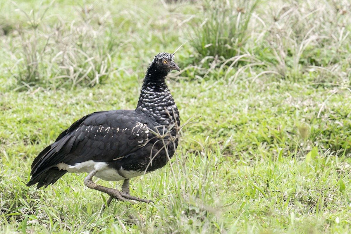 Horned Screamer - ML560261391