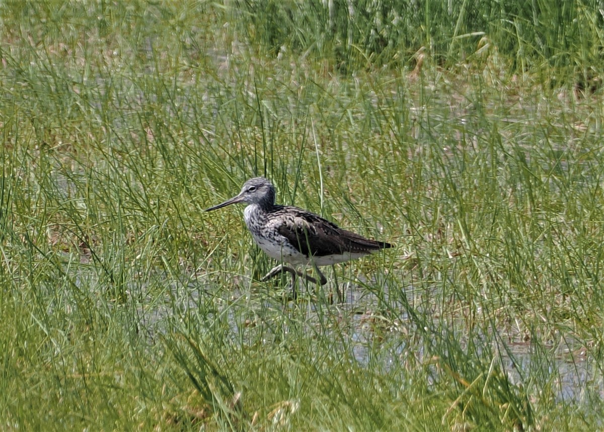 Common Greenshank - ML560261671