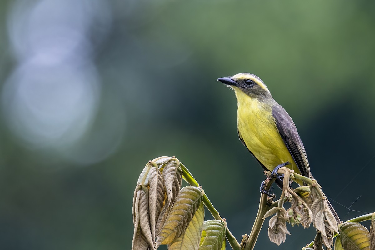 Lemon-browed Flycatcher - ML560261721