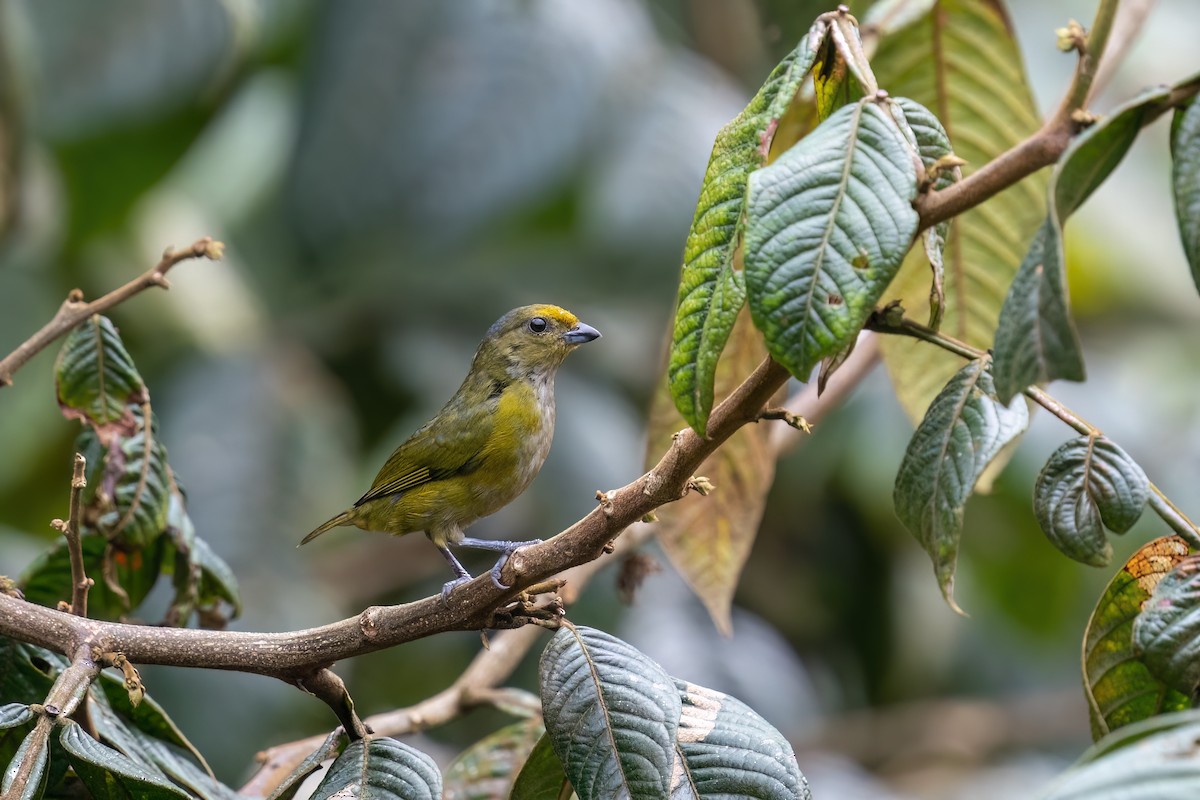 Orange-bellied Euphonia - ML560261731