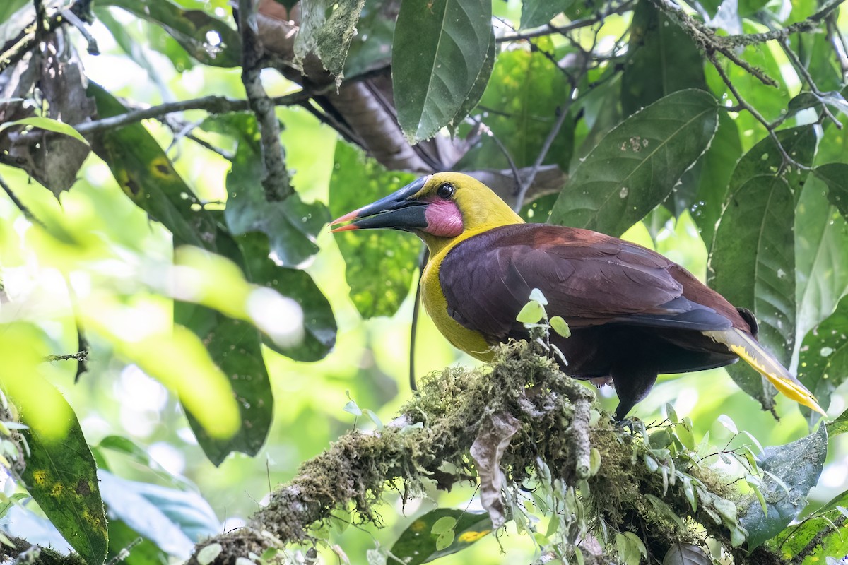 Olive Oropendola - ML560261881