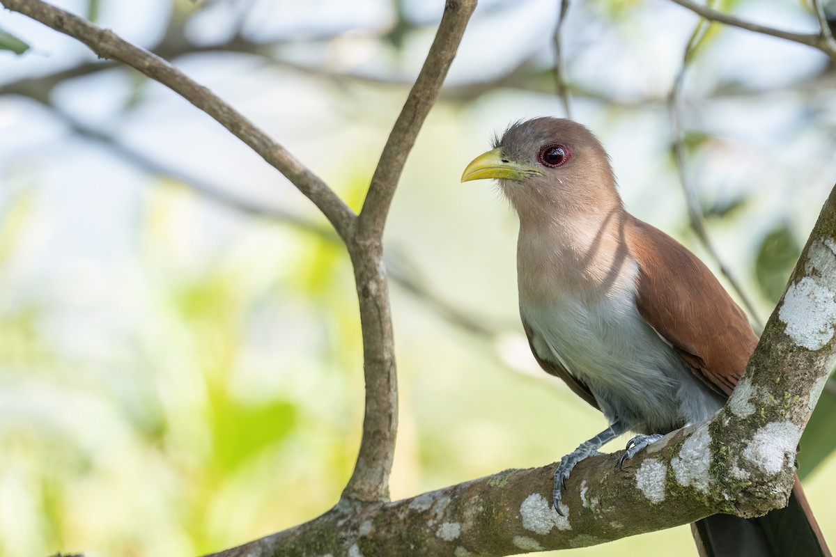 Squirrel Cuckoo - ML560261941