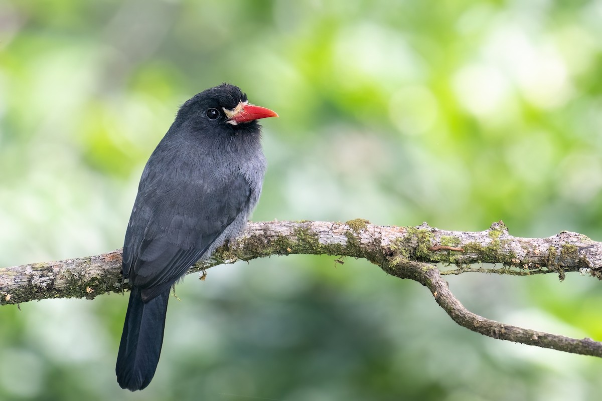 White-fronted Nunbird - ML560261961