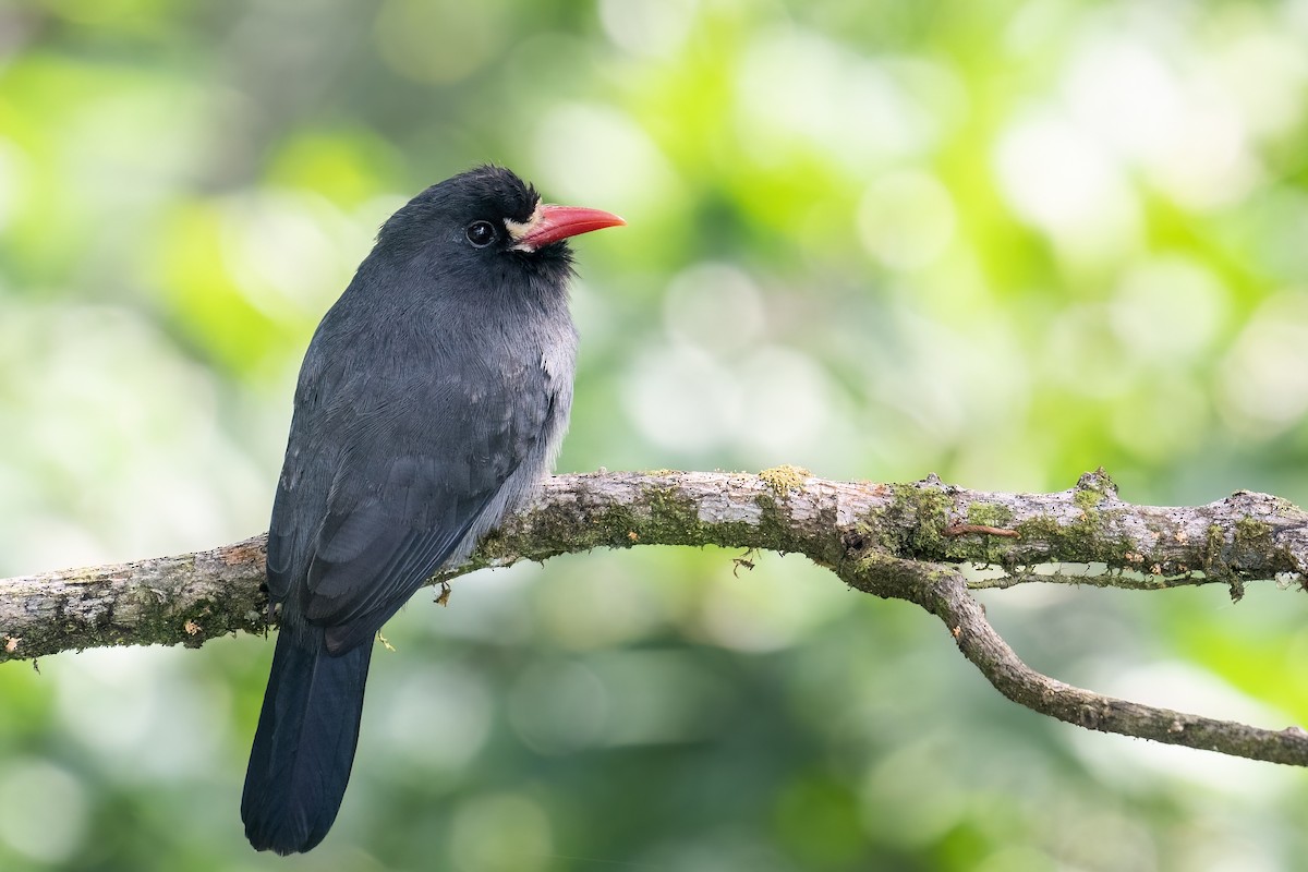 White-fronted Nunbird - Rob Jansen - RobJansenphotography.com