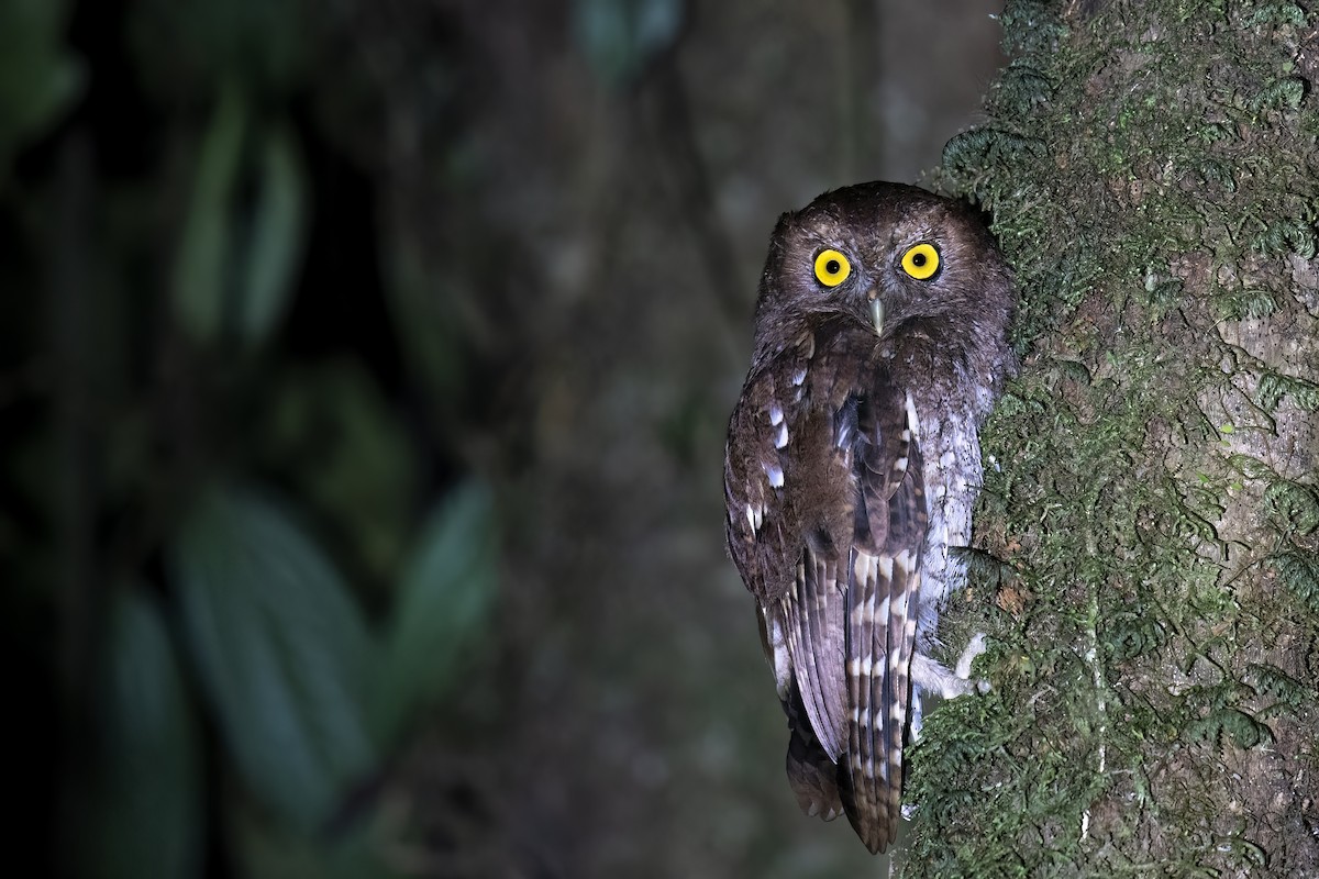 Foothill Screech-Owl - ML560262081