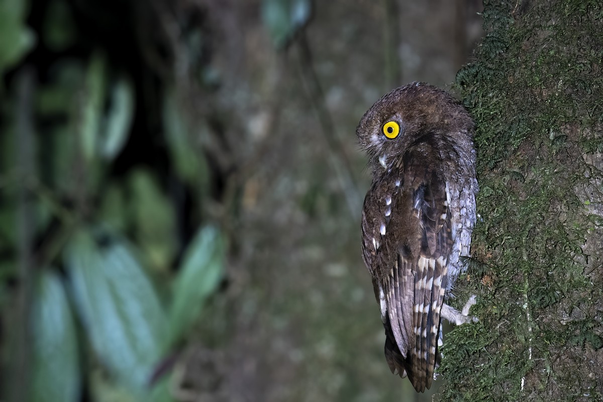 Foothill Screech-Owl - ML560262091