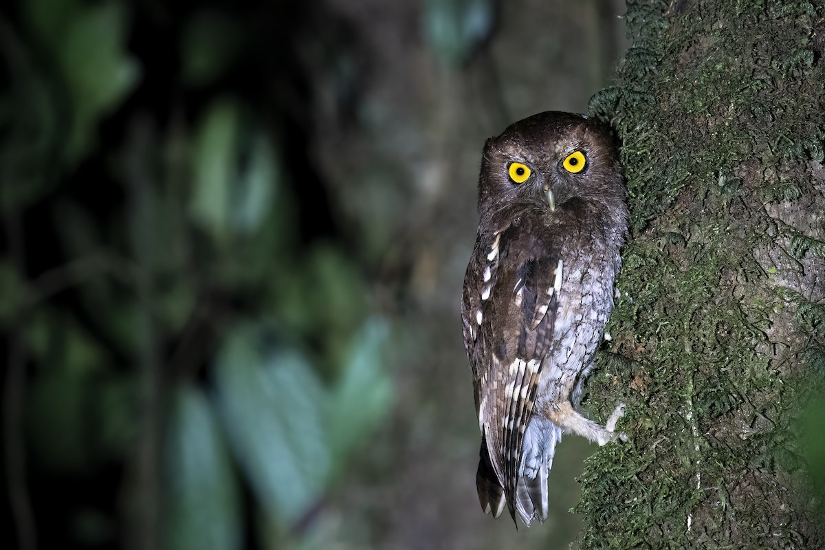 Foothill Screech-Owl - ML560262101