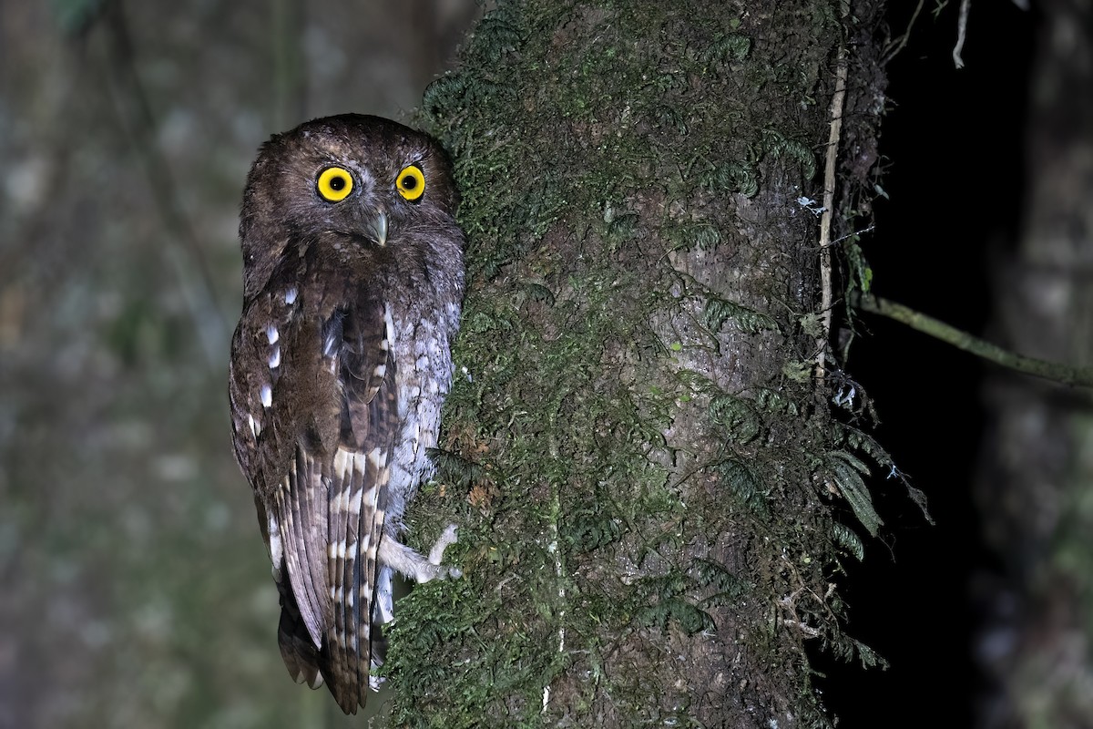 Foothill Screech-Owl - ML560262121