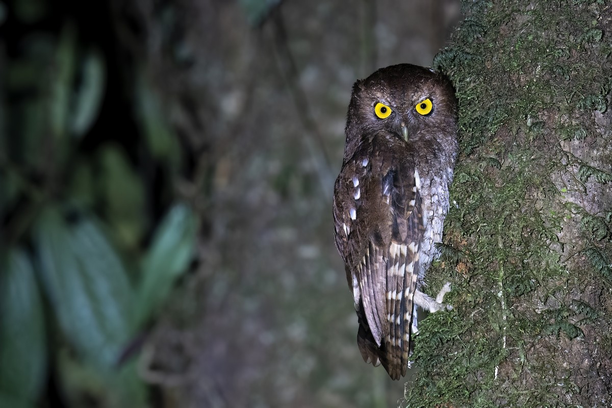 Foothill Screech-Owl - ML560262131