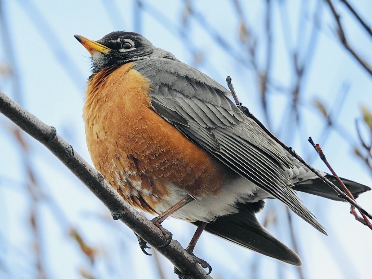 American Robin - ML560262491