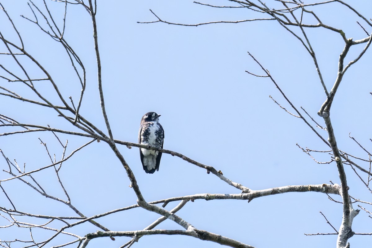 White-browed Purpletuft - ML560262641