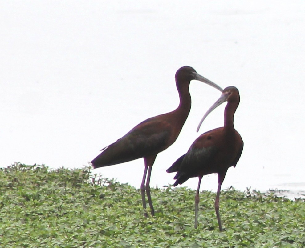 ibis hnědý - ML560262841