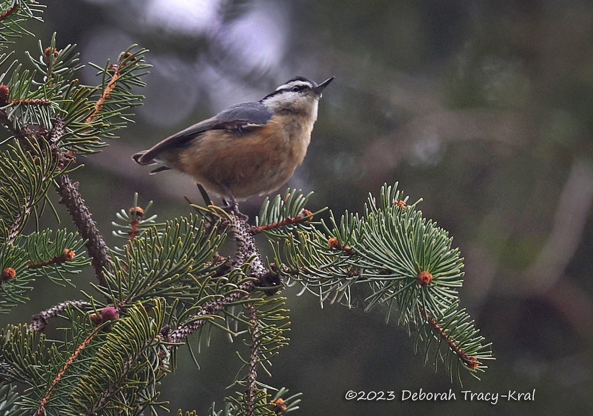 Red-breasted Nuthatch - ML560263351