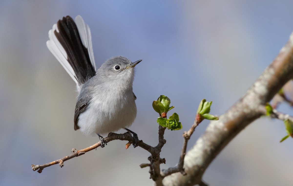 Blue-gray Gnatcatcher - Will Sweet