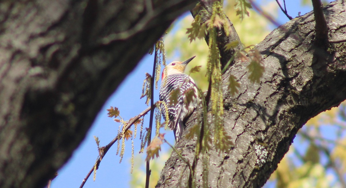 Red-bellied Woodpecker - ML560264681