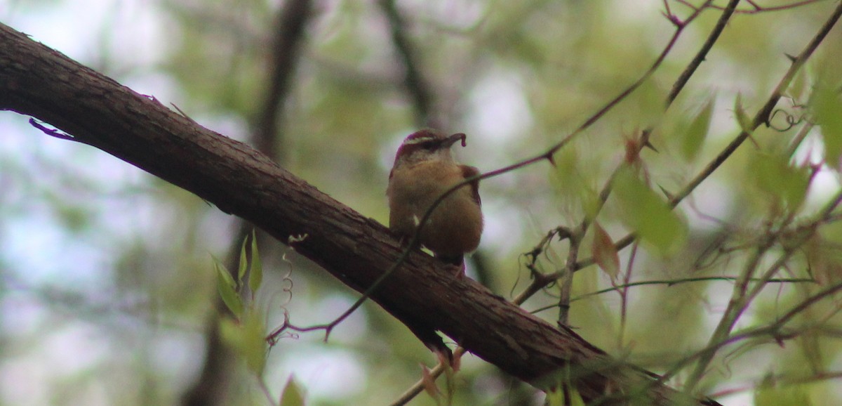 Carolina Wren - ML560264801