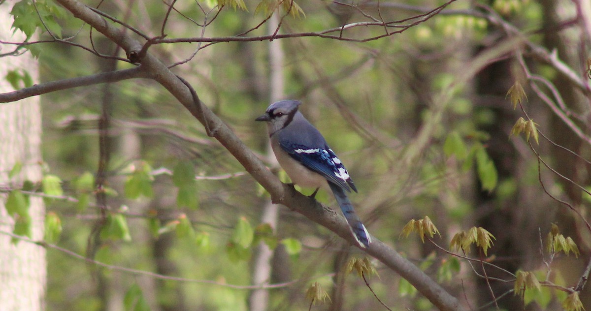 Blue Jay - ML560264831