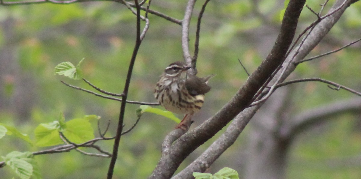 Louisiana Waterthrush - ML560264911